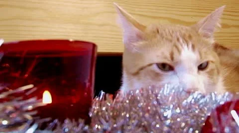 New year cat Stock Footage 10561267