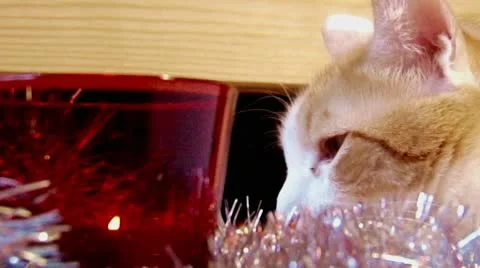 New year cat 스톡 동영상 10561294