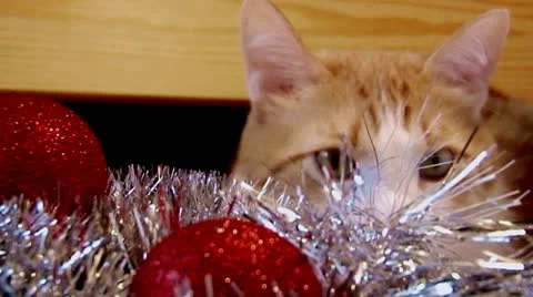 New year cat Stock Footage 10561322
