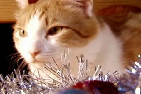 New year cat Stock Footage 10678232