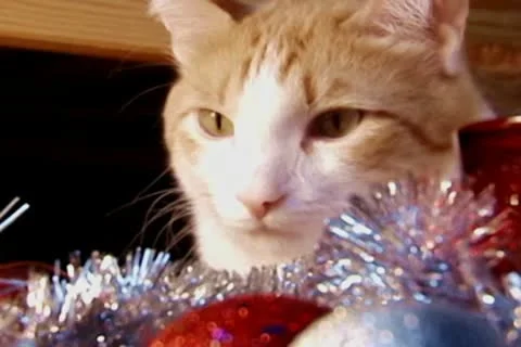 New year cat Stock Footage 10678235