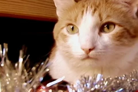 New year cat Stock Footage 10678238