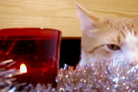 New year cat Stock Footage 10678243
