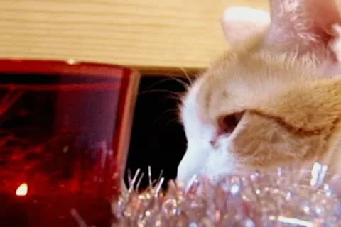 New year cat Stock Footage 10678246