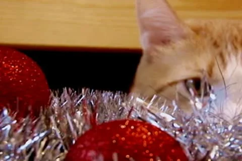 New year cat Video stock 10678249