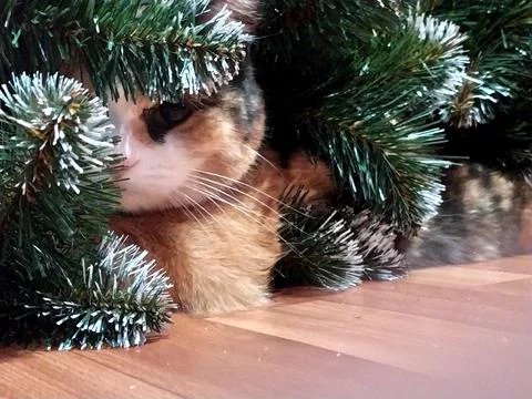 New year cat 스톡 사진