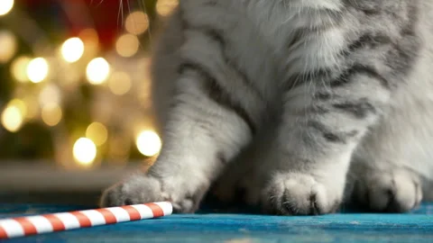 New Year decorations. kitty plays with striped cocktail straw Video stock 295411432
