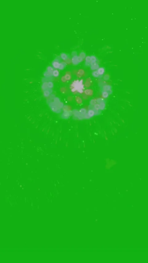 New Year Firework Celebration Overlay Green Screen Effect 4K Stock Footage 304511085