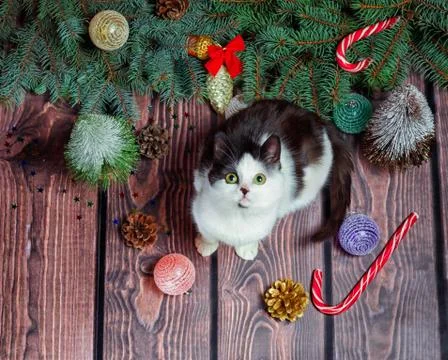 New year flat lay gray and white kitten on a wooden floor with Christmas deco Stock Photos