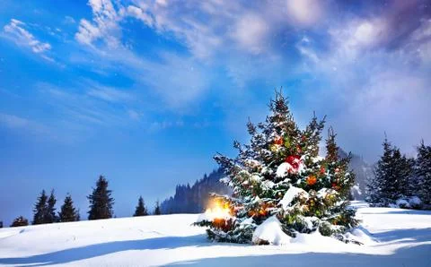 New year in the forest Stock Photos