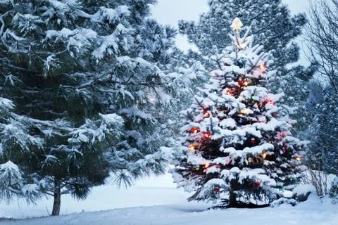New year in the forest Stock Photos