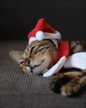 New year sleeping cat dressed in the Santa clothes laying on a sofa Stock Photos