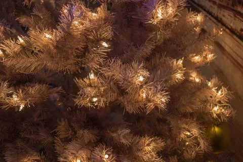 New Year tree, backlight. Stock Photos
