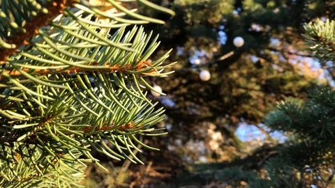 New year tree close up. 1 Stock-Footage 98367661