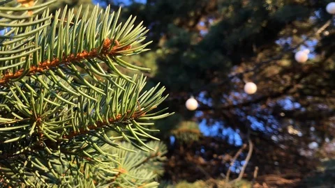 New year tree close up. 3 Stock Footage 98367654