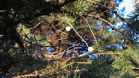 New year tree close up. 4 Stock Footage 98367645
