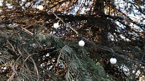 New year tree close up. 5 Stock Footage 98367639