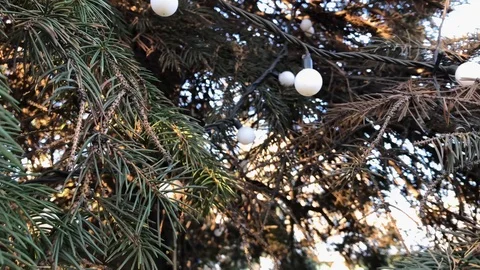 New year tree close up. 6 Stock Footage 98367632