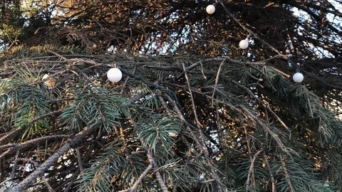 New year tree close up. 7 Stock Footage 98367621