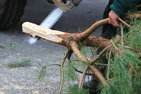 New year tree Stock Photos