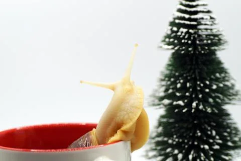 The New Year's composition snail is in a mug with a New Year's print Stock Photos
