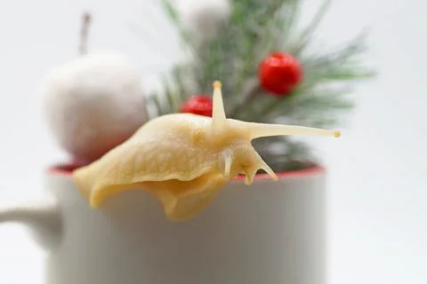 The New Year's composition snail is in a mug with a New Year's print Stock Photos