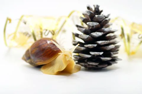 New Year's composition of snails, cones and ribbons Stock Photos