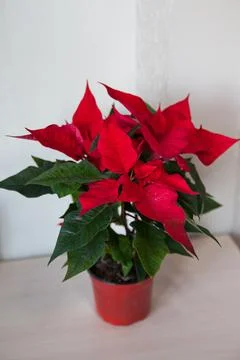 New Year's flower on the table. Stock Photos