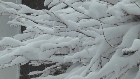 New Year's plot. Snow lies on the branches of a tree Vídeos de archivo 105208453