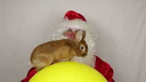 New Year's rabbit and Santa Claus make a show 스톡 동영상 80375113
