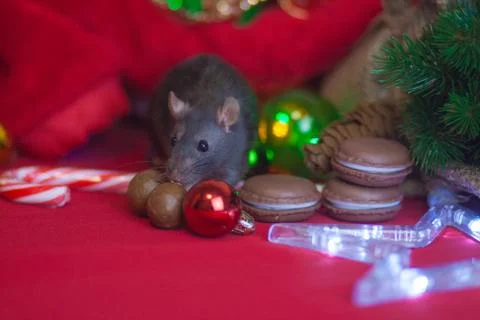 New Year's rat. Christmas decorations and New Year Stock Photos