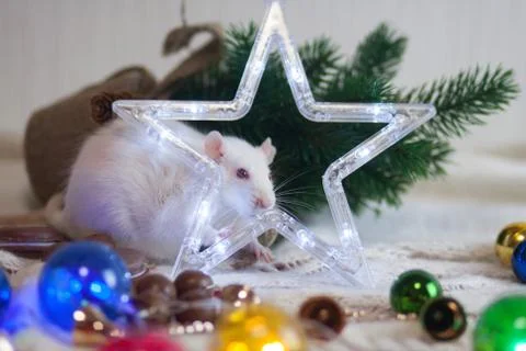 New Year's rat. Christmas tree decorations and a five-pointed Stock Photos