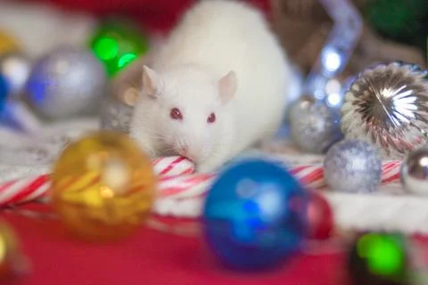 New Year's rat eats candy. mouse among the Fotos Stock