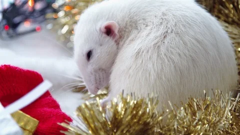 New Year's white rat Stock Footage 108629772