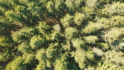 New York - Aerial shot looking down at pine forest Видео 118615341