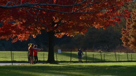 New York Central Park Fall Medium shot Stock Footage 940909