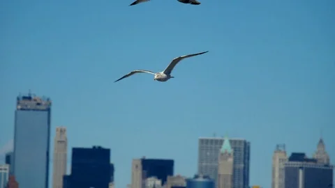 New York City- Birds Manhattan Stock Footage