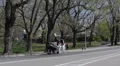 New York City People Enjoy Carriage Ride Central Park Horse-Drawn Early Spring HD Footage