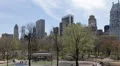 New York City Skyline, People Relax in NYC Central Park, Cherry Trees Spring HD Footage