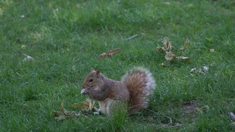 New York City Squirrel Stock Footage 112129708