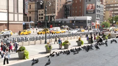 New York City USA. Manhattan Midtown street. People, pigeon near Madison Square Stock Footage 346603653
