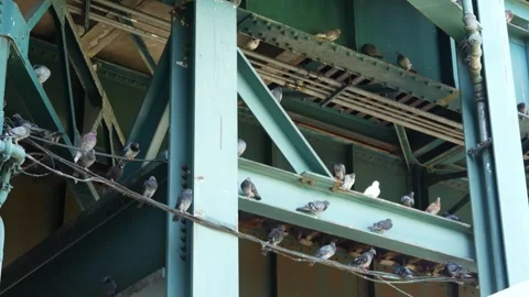 New York elevated subway, metropolitan bridge, metro track above street. Railway Stock Footage 305727064