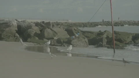 New York Ocean, Beach waves and Seagulls on a cloudy Day, Close up Raw Uncolored Stock Footage 171601029