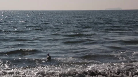 New York Ocean, Beach waves Pan up, seagulls swimming, Uncolored Stock Footage 171640922