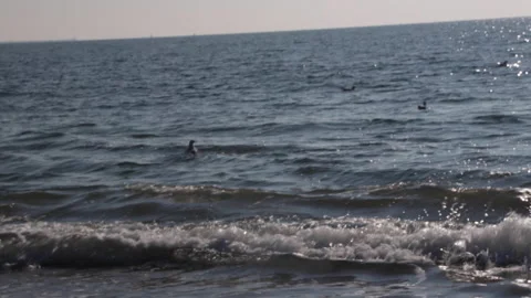 New York Ocean, Beach waves Pan up, seagulls swimming and flying, Uncolored Stock Footage 171640943