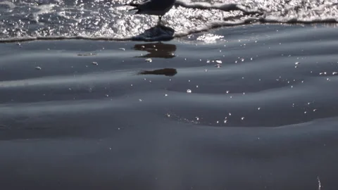 New York Ocean, Beach waves Pan up, seagulls and swimmers, Raw Uncolored Stock Footage 171640967