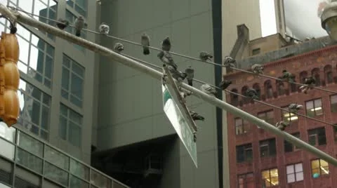 New York Pigeons Stock Footage 22665145