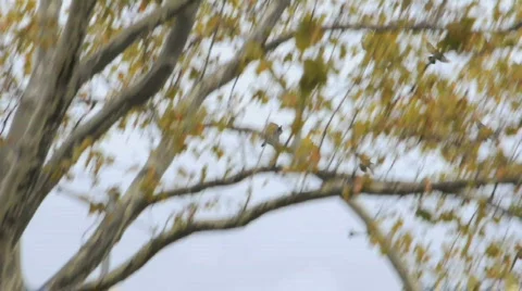 New York Scenes Stock-Footage 693959