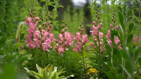 New York spring flowers Stock Footage 275388328
