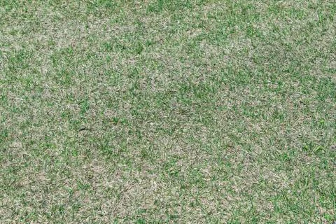 A new young grass breaks through the old grass. Stock Photos